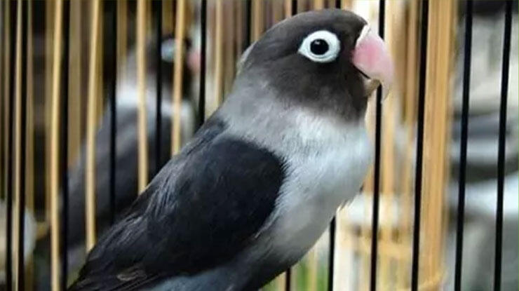 Perbedaan Lovebird Batman dan Slaty yang Tidak Banyak Orang Tahu, Apa Saja Sih?