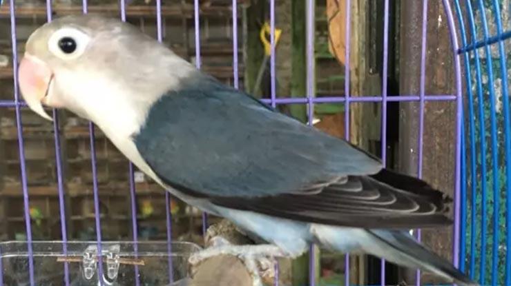 Perbedaan Lovebird Batman dan Slaty yang Tidak Banyak Orang Tahu, Apa Saja Sih?