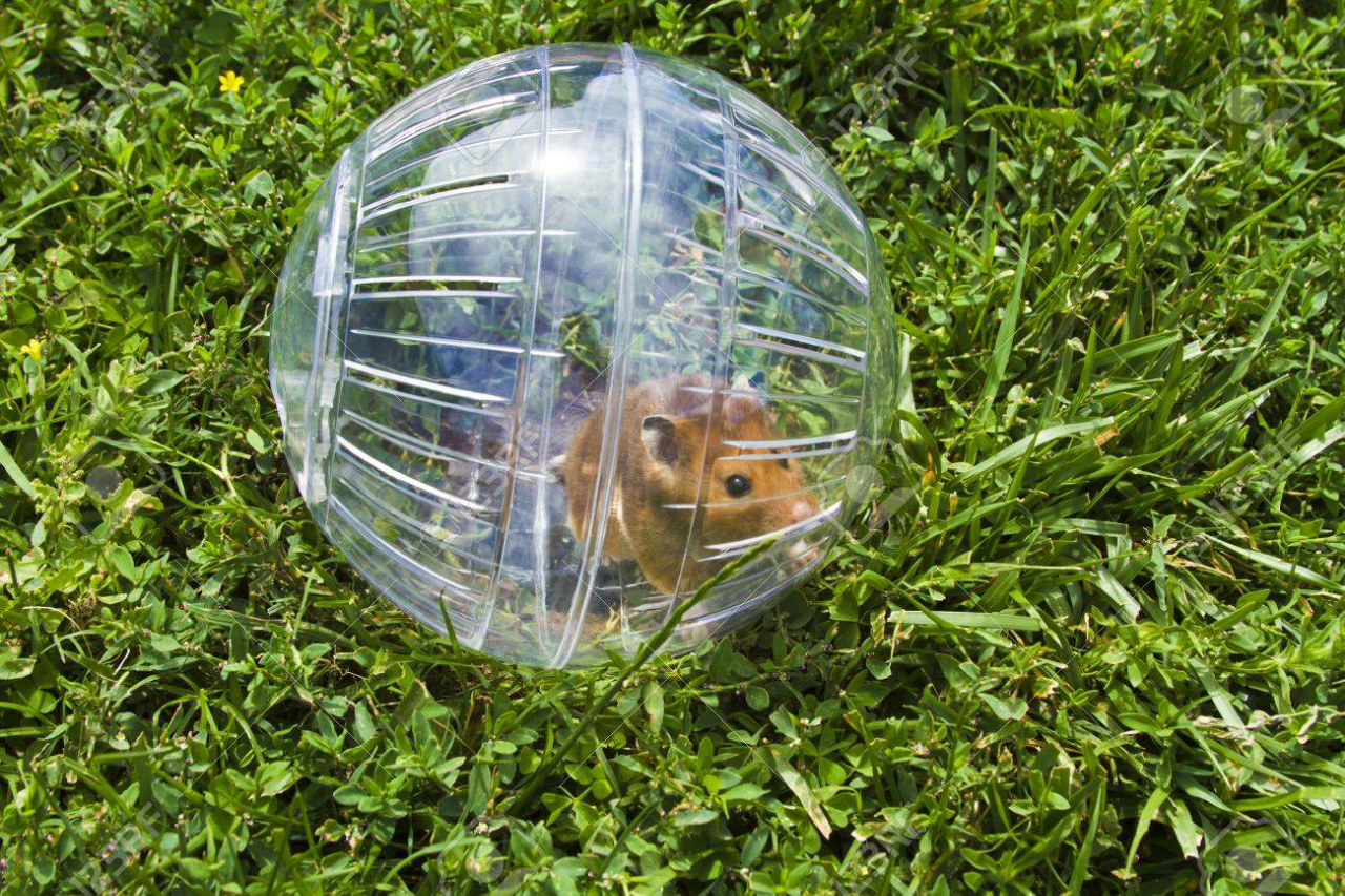 5 Rekomendasi Mainan Buat Peliharaan si Hamster