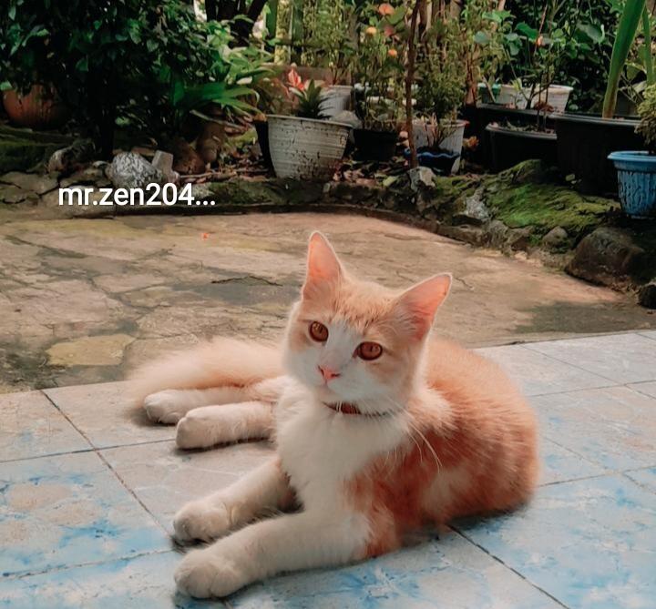 Kucing Juga Bisa Stres, Yuk Kenali Cara Mengatasinya