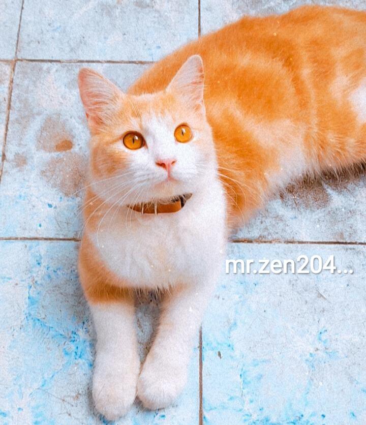 Kucing Juga Bisa Stres, Yuk Kenali Cara Mengatasinya