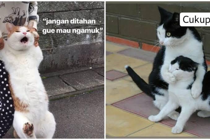 Kucing Juga Bisa Stres, Yuk Kenali Cara Mengatasinya