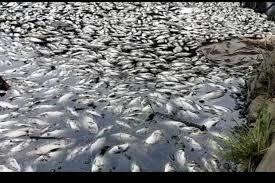 Tragis! Ribuan Ikan Mati Mengambang dan Membusuk, Apa Penyebabnya? 