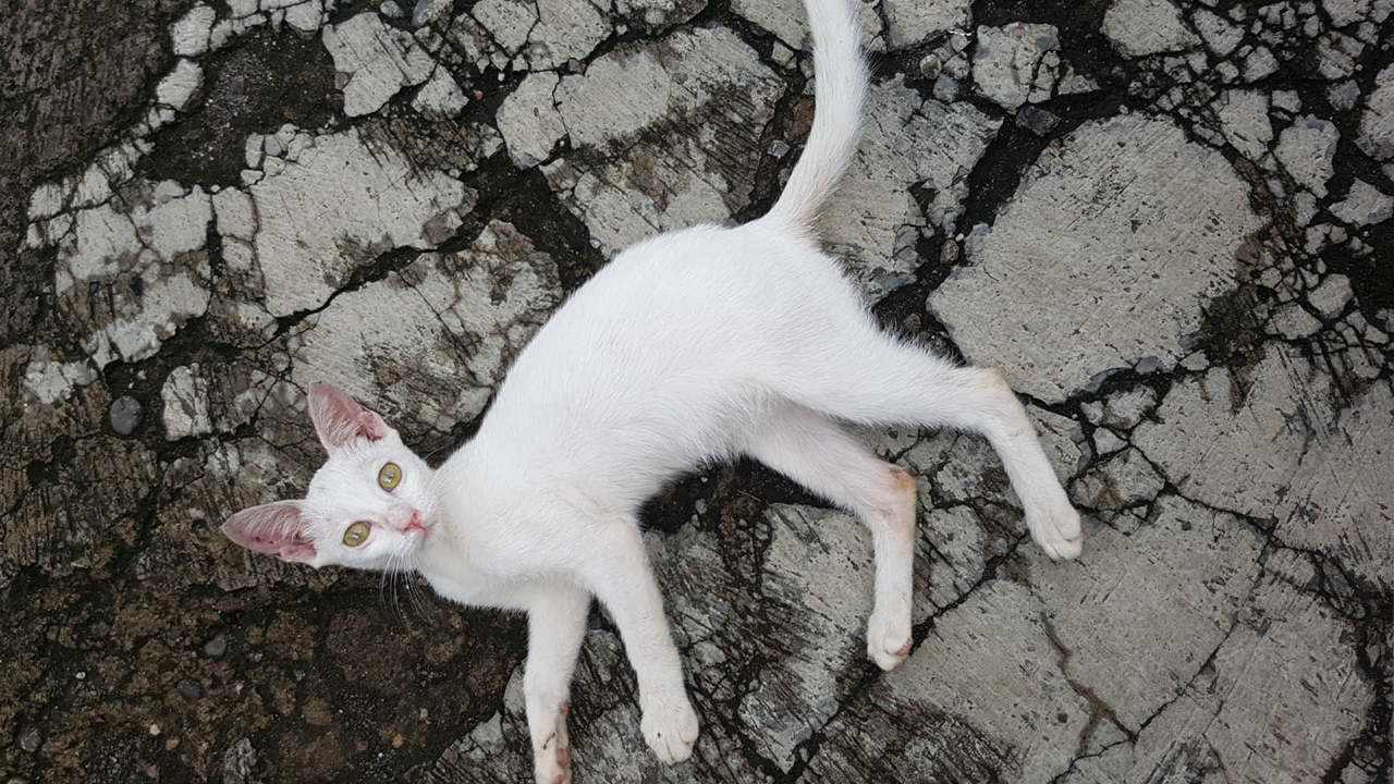 Cara Nyembuhin Kucing Mencret Parah Tanpa Obat-Obatan 😸💊