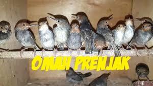 Cara Memilih Prenjak Kepala Merah Ombyokan yang Bagus