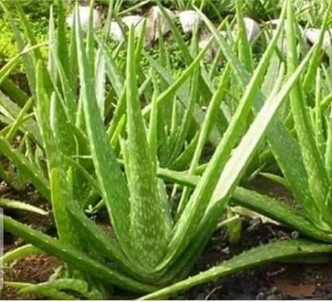 Tips Mengatasi Jerawat