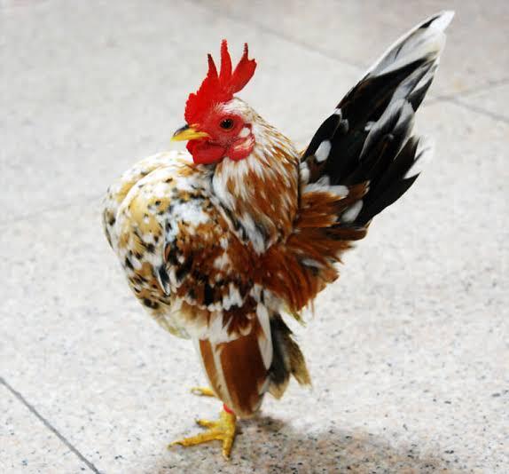 Ini Ayam Kepalanya Kok Bisa Kaya Gini, Duh Lucu Banget Sih