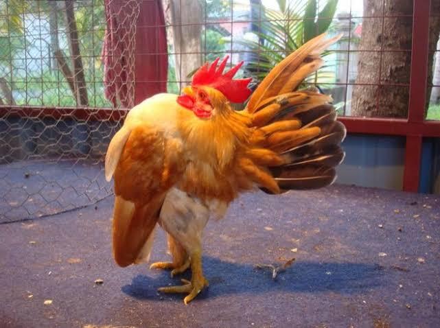 Ini Ayam Kepalanya Kok Bisa Kaya Gini, Duh Lucu Banget Sih