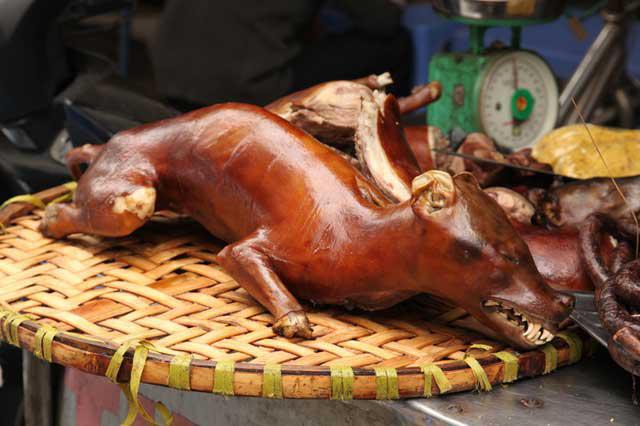 Deretan Hewan Dijadikan Kuliner, Salah Satunya Kucing!