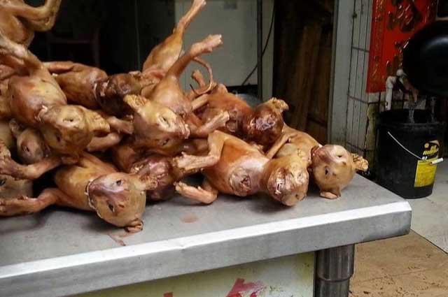 Deretan Hewan Dijadikan Kuliner, Salah Satunya Kucing!