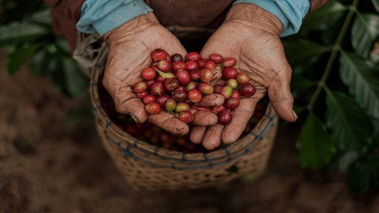 Hal Penting yang Harus Diperhatikan Sebelum Membeli Greenbean