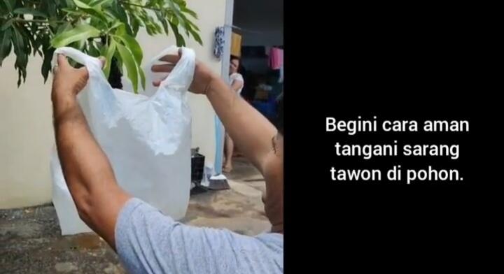 Bikin Merinding, Cara Pria Ini Amankan Sarang Tawon dari Pohon Sangat Berbahaya!