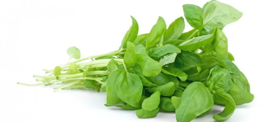 Sayur Bayam yang Menyegarkan di Kala Cuaca Terik
