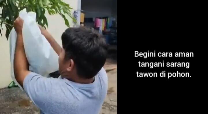Bikin Merinding, Cara Pria Ini Amankan Sarang Tawon dari Pohon Sangat Berbahaya!