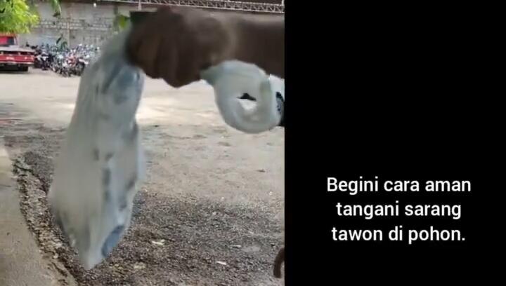 Bikin Merinding, Cara Pria Ini Amankan Sarang Tawon dari Pohon Sangat Berbahaya!