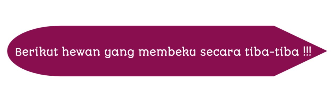 KARENA TERLALU DINGIN , HEWAN INI SAMPAI MEMBEKU SECARA TIBA-TIBA !!