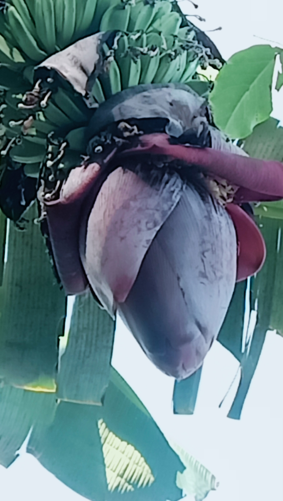 Yang Tak Lazim dari Ontong Pisang