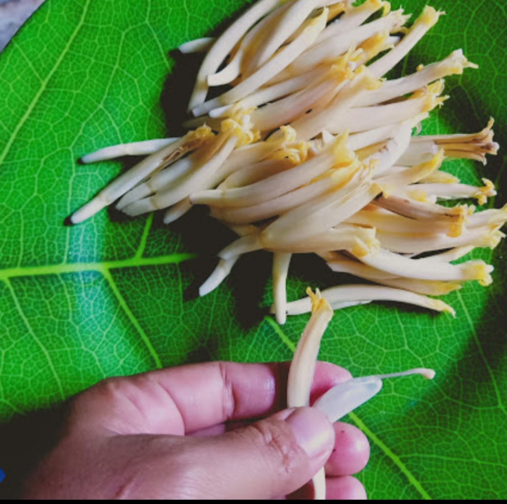 Yang Tak Lazim dari Ontong Pisang