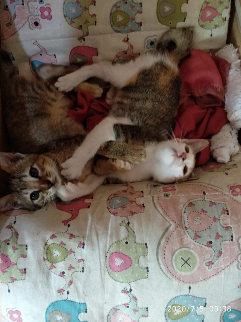 Eneng Korban Calicivirus In Memoriam