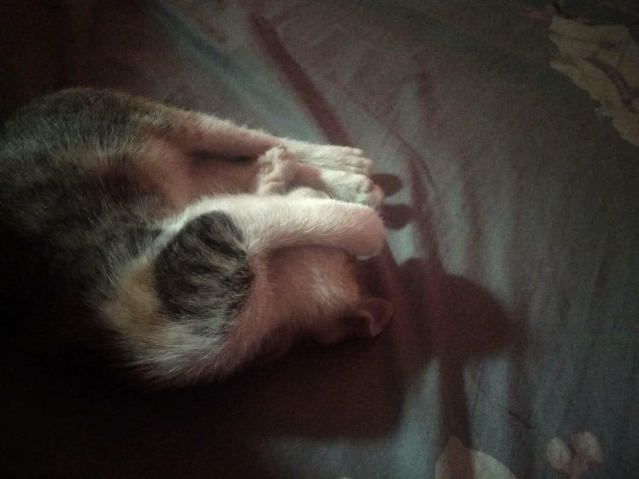 Eneng Korban Calicivirus In Memoriam