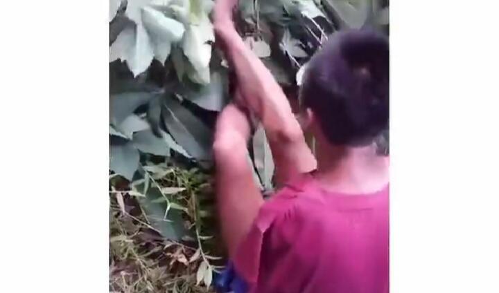 Mengajarkan Tentang Arti Hidup, Viral Video Pria Tanpa Lengan Tengah Mencari Rumput!