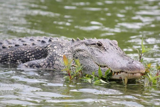 Menegangkan! Aksi Seorang Warga Tarik-Menarik dengan Buaya, Demi Selamatkan Korban