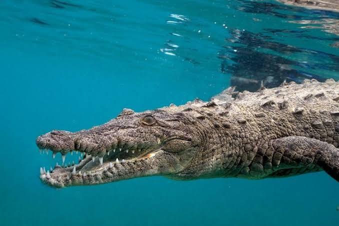 Menegangkan! Aksi Seorang Warga Tarik-Menarik dengan Buaya, Demi Selamatkan Korban