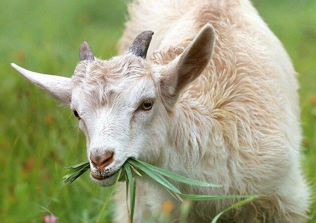 Kambing Hilang, Desa Bisa Apa.