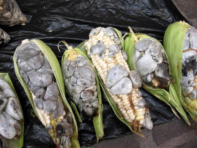 Selain Bentuknya Aneh, Tapi Ini Bisa Dimakan Loh, Nomor 5 Bikin Kaget