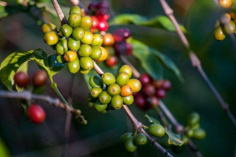 3 Hal Yang Perlu Kamu Ketahui Tentang Pertanian Kopi