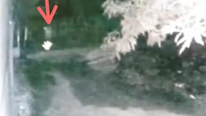 Viral, Pocong Dikejar Anjing di Sulsel Terekam CCTV, Ini Penjelasan Pemilik CCTV

