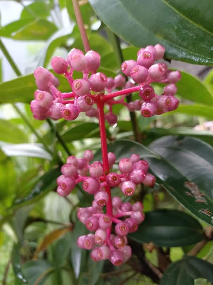 Parijotho Tanaman Hutan, Cantik di Halaman