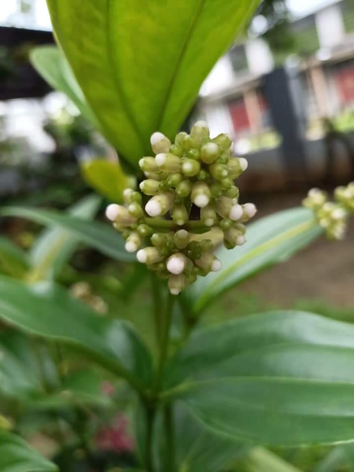 Parijotho Tanaman Hutan, Cantik di Halaman