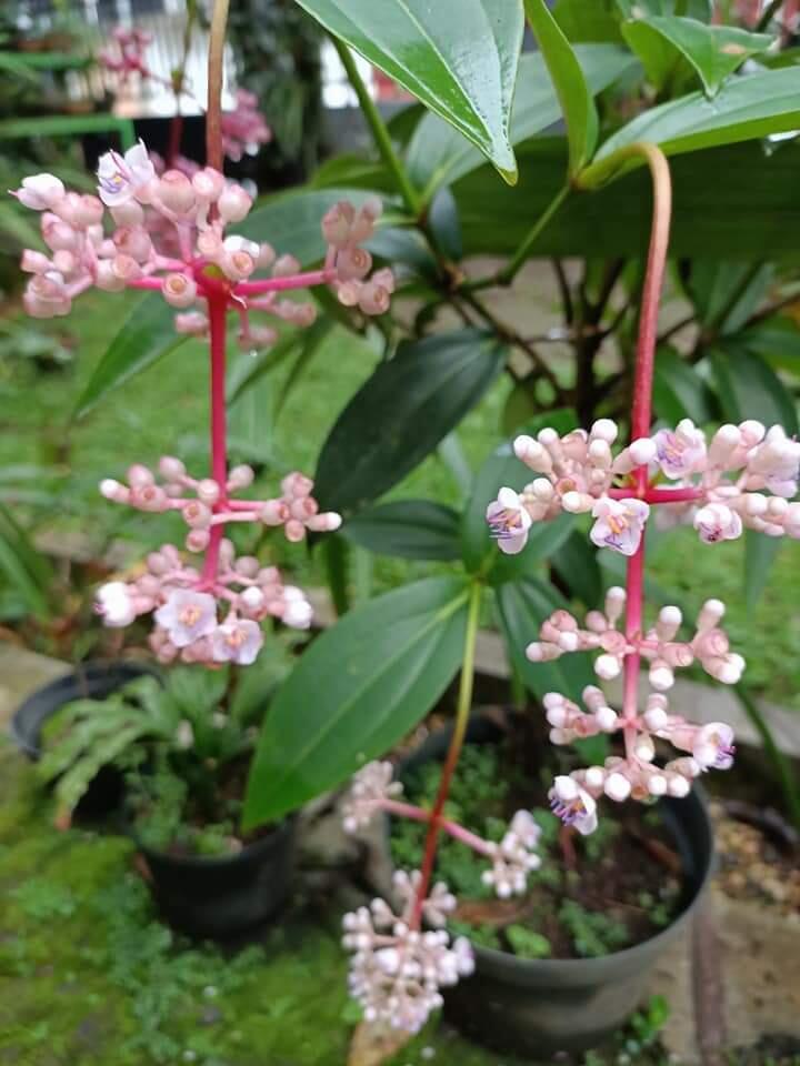 Parijotho Tanaman Hutan, Cantik di Halaman