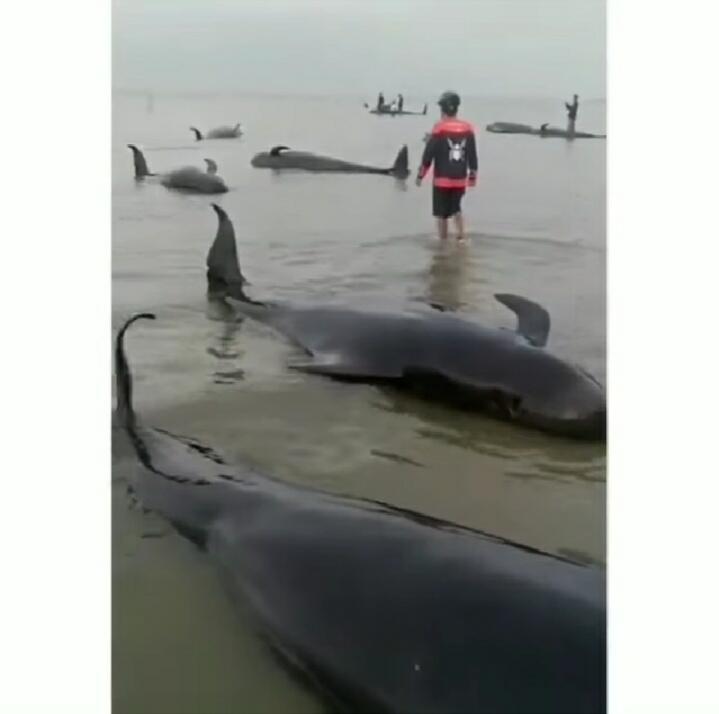 Menyedihkan, Puluhan Paus Mati Terdampar di Selat Madura, Apa Penyebabnya, ya?