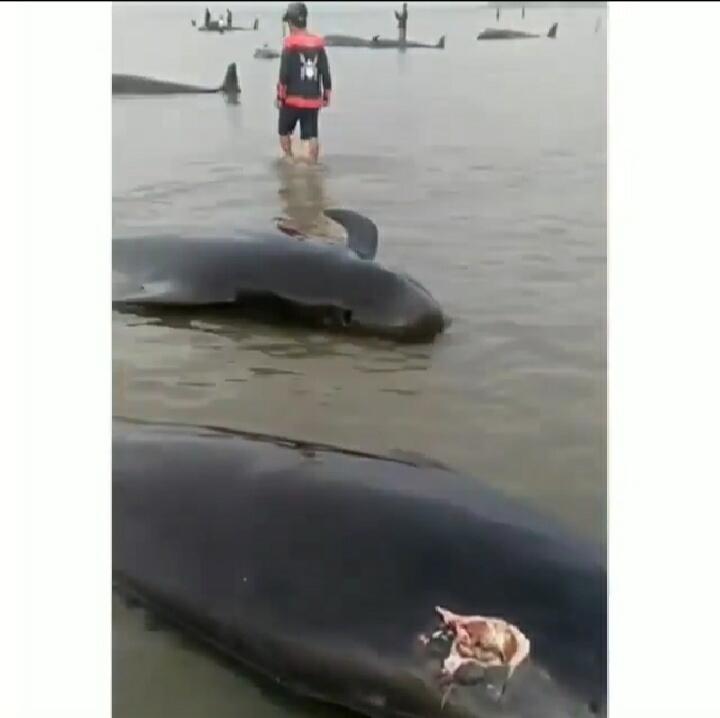 Menyedihkan, Puluhan Paus Mati Terdampar di Selat Madura, Apa Penyebabnya, ya?