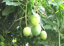 AJAIB !!! Pohon Ini Berbuah 40 Jenis Buah Berbeda Dalam Satu Pohon.
