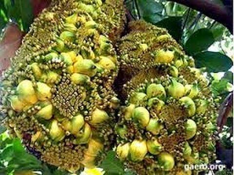 AJAIB !!! Pohon Ini Berbuah 40 Jenis Buah Berbeda Dalam Satu Pohon.