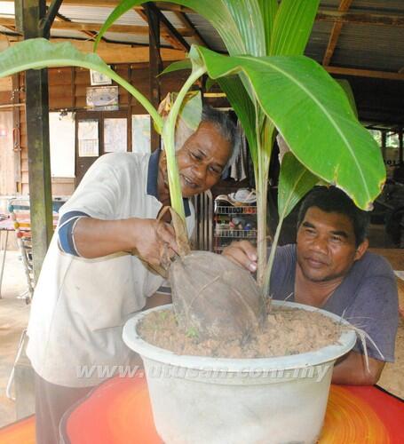 AJAIB !!! Pohon Ini Berbuah 40 Jenis Buah Berbeda Dalam Satu Pohon.
