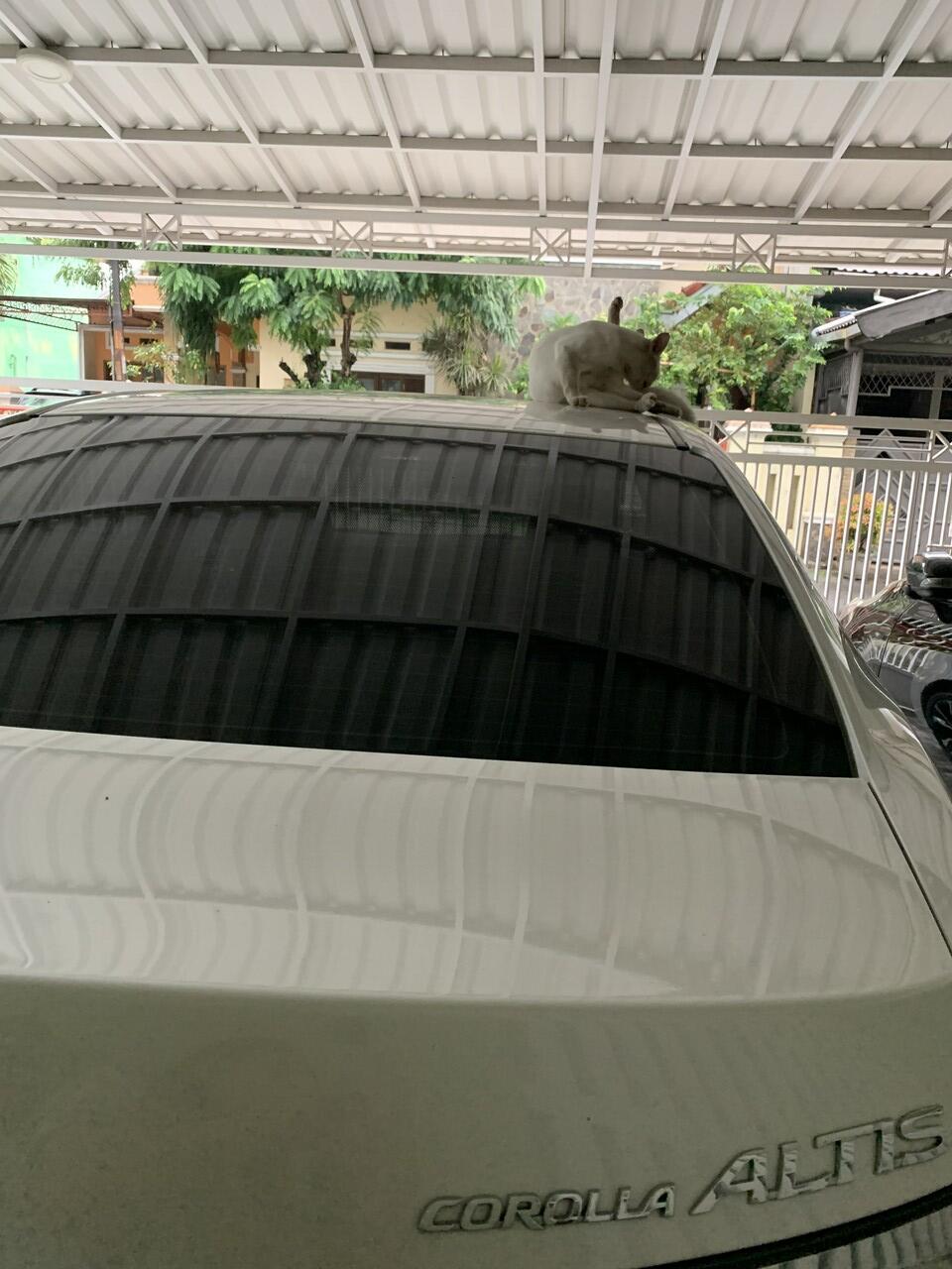 Tips Altis Kinclong bebas bulu hewan peliharaan