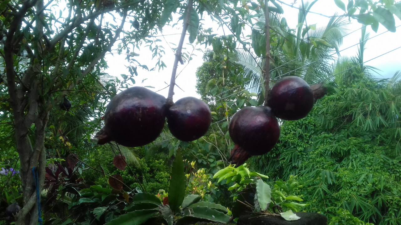 Merawat Diri dengan Buah Delima serta Tanaman Herbal Lainnya