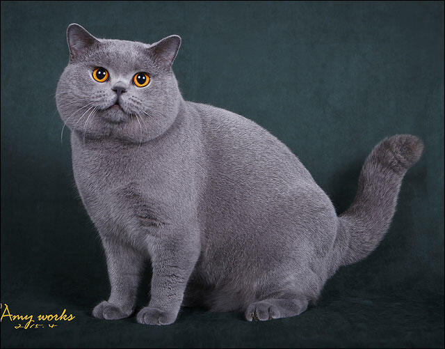 British Shorthair
