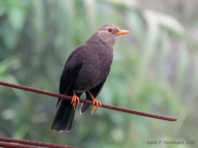 Bertemu Burung Jalak Di Gunung Lawu, Jangan Diusir Itu Petunjuk Agar Kamu Selamat