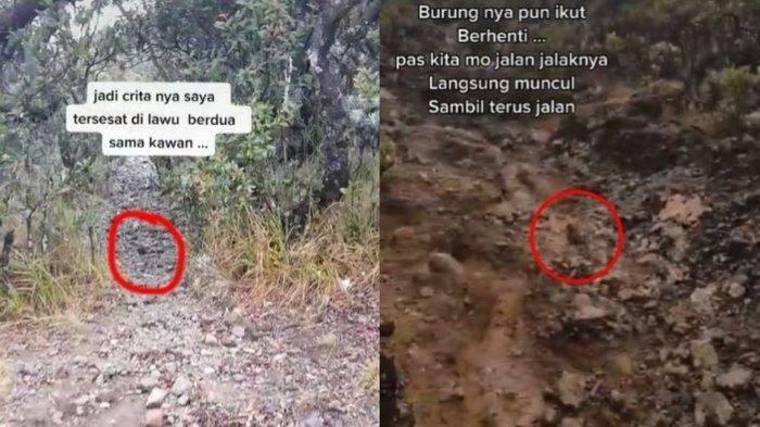 Bertemu Burung Jalak Di Gunung Lawu, Jangan Diusir Itu Petunjuk Agar Kamu Selamat