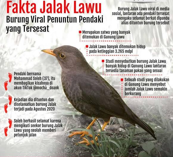 Bertemu Burung Jalak Di Gunung Lawu, Jangan Diusir Itu Petunjuk Agar Kamu Selamat