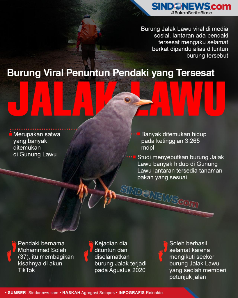 Bertemu Burung Jalak Di Gunung Lawu, Jangan Diusir Itu Petunjuk Agar Kamu Selamat