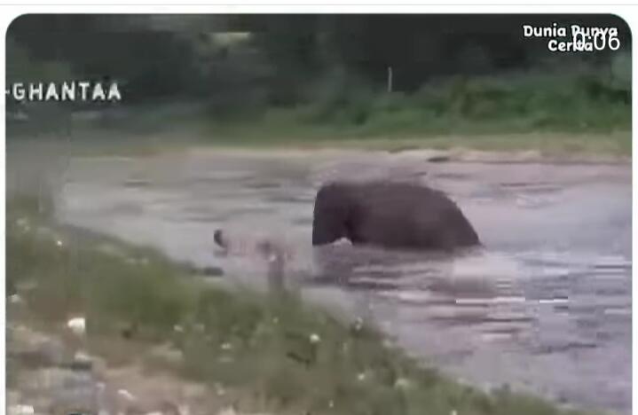 Bikin Hati Terenyuh, Momen Gajah Menyelamatkan Manusia yang Terseret Arus Sungai 