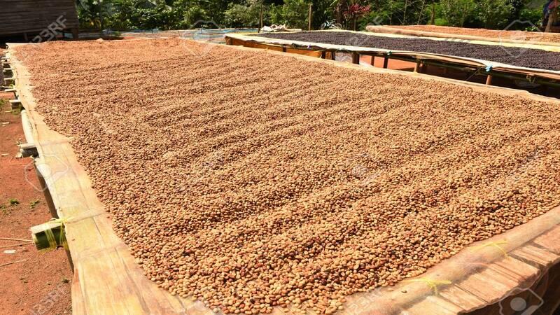 Keren! Indonesia Punya Sustainable Coffee Platform of Indonesia!