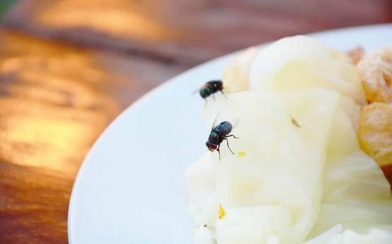 Awas Bahaya Telur Lalat Saat Menempel Dimakanan, Penyebab Penyakit Pencernaan!