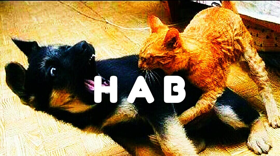 H A B